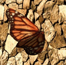 butterfly.gif (2094328 bytes)